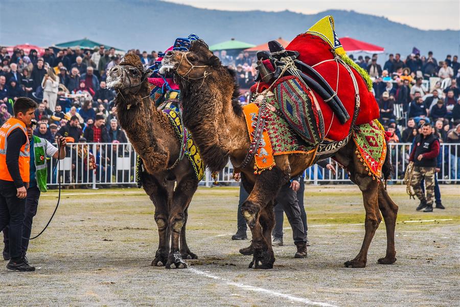 Menemen’de Folklorik Deve Gösterisi Binleri Buluşturdu