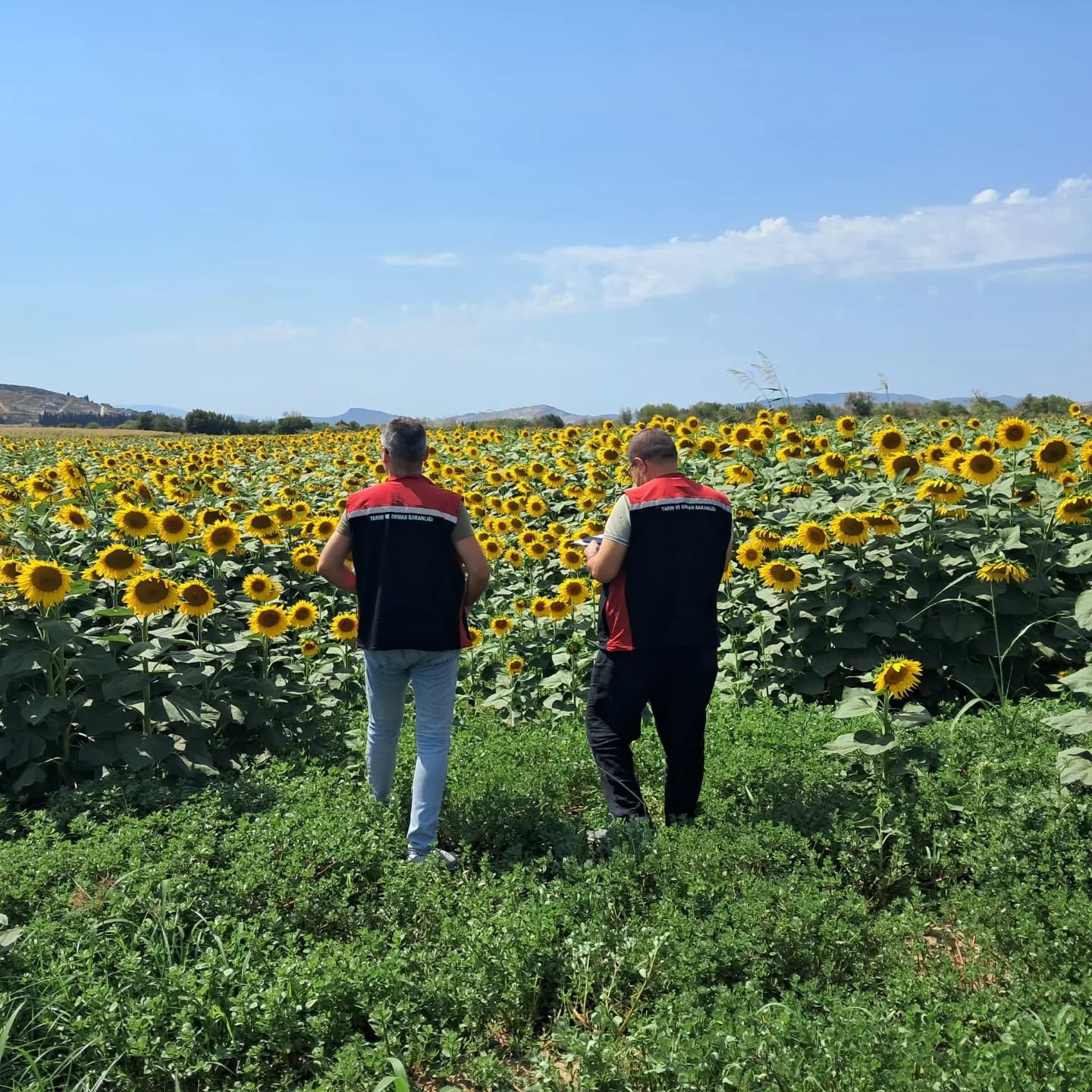 Güncel