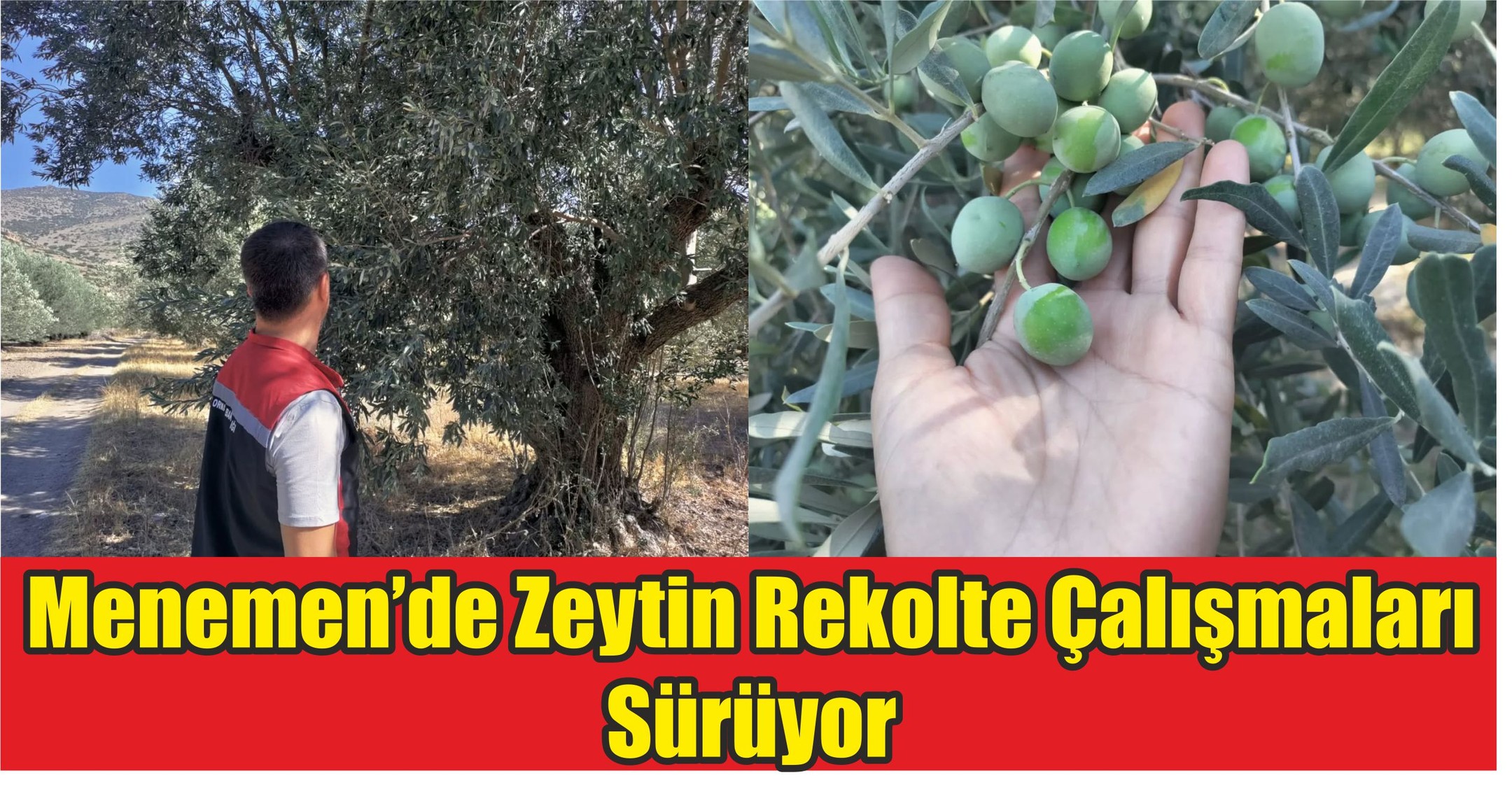 Menemen’de Zeytin Rekolte Çalışmaları Sürüyor